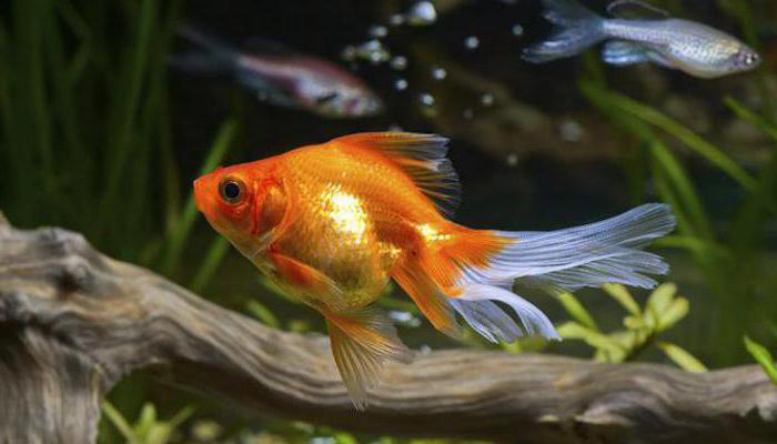 сколько живут золотые рыбки в аквариуме