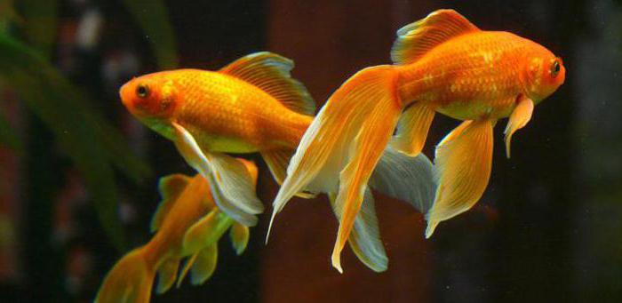  сколько лет живут золотые рыбки
