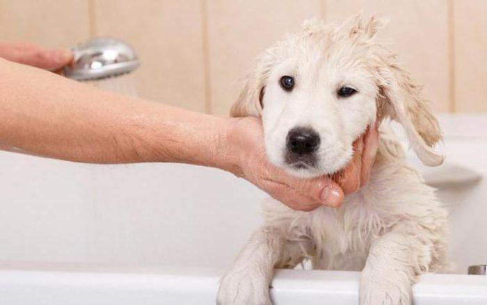 можно ли мыть собаку человеческим шампунем 