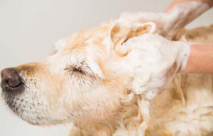 можно ли мыть собаку человеческим шампунем или мылом