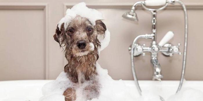 можно ли мыть собаку человеческим шампунем от перхоти