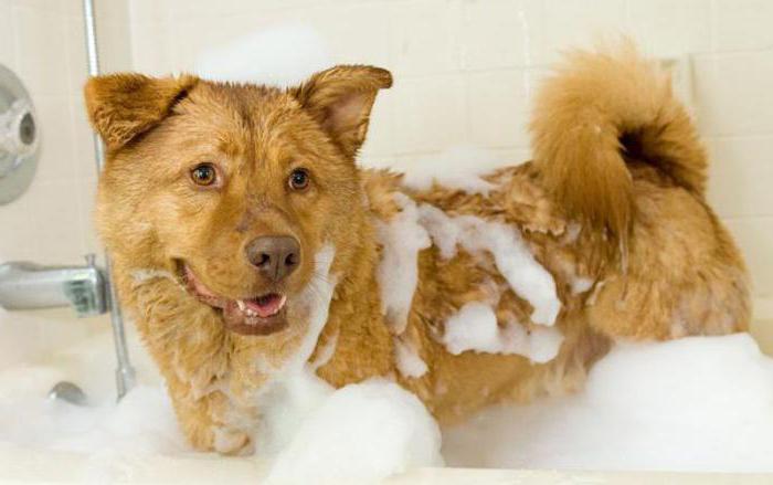 можно ли мыть собаку человеческим шампунем от вшей