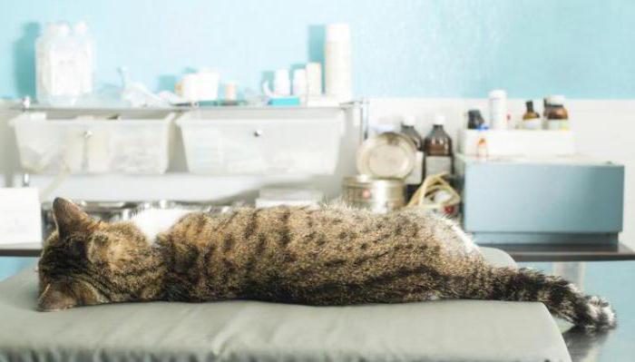 двухсторонняя пневмония у кошек