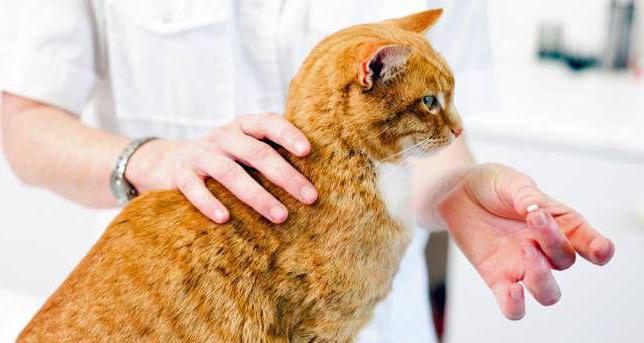 двухсторонняя пневмония у кошек хроническая