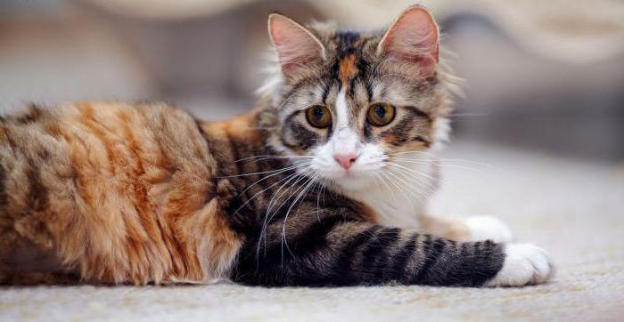 вирус герпеса у кошек
