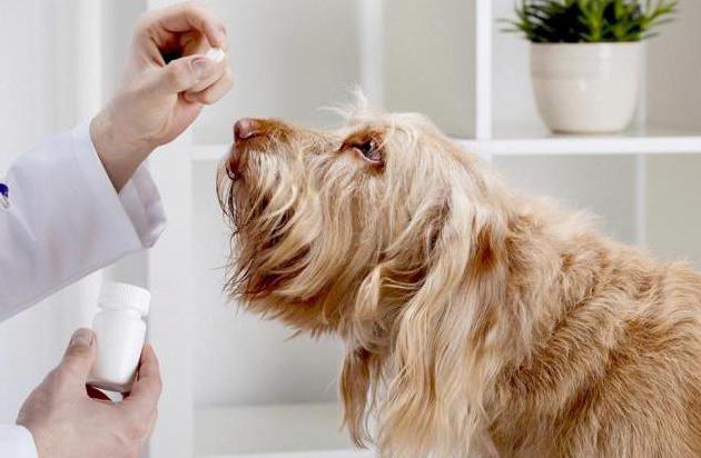 антибиотики при инфекционном простатите у собак