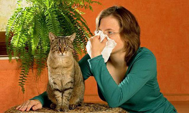 аллергия на шерсть животных симптомы 