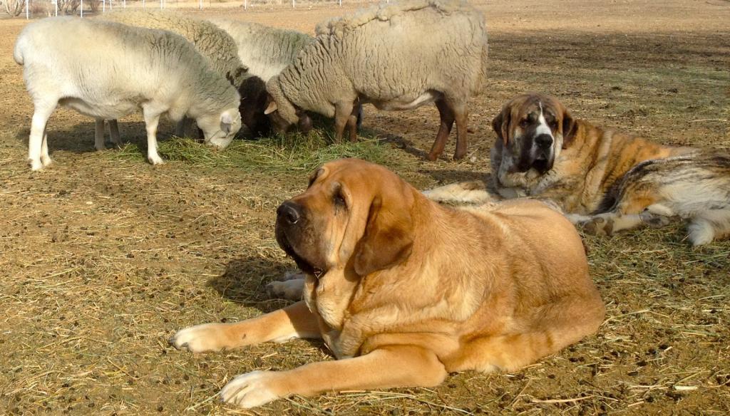наибольшая собака тибетский собака