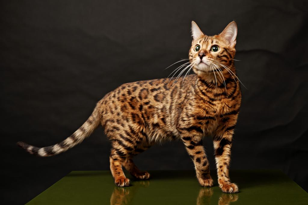 Порода и фото котов, похожих на леопарда