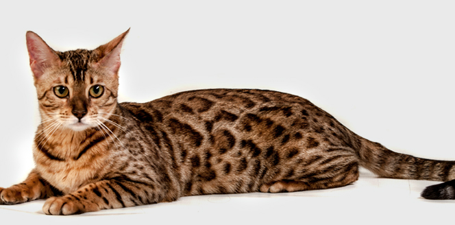 Кот, похожий на леопарда