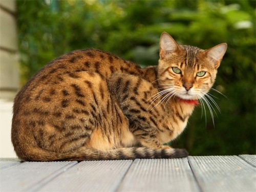 Домашний кот, похожий на леопарда