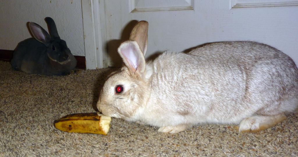 можно ли кроликам бананы