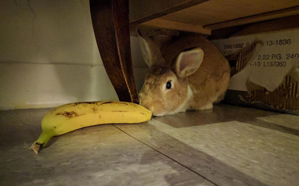 можно ли кроликам давать бананы