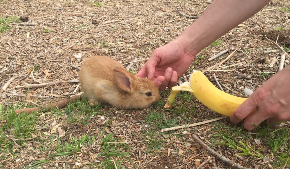 можно ли декоративным кроликам бананы