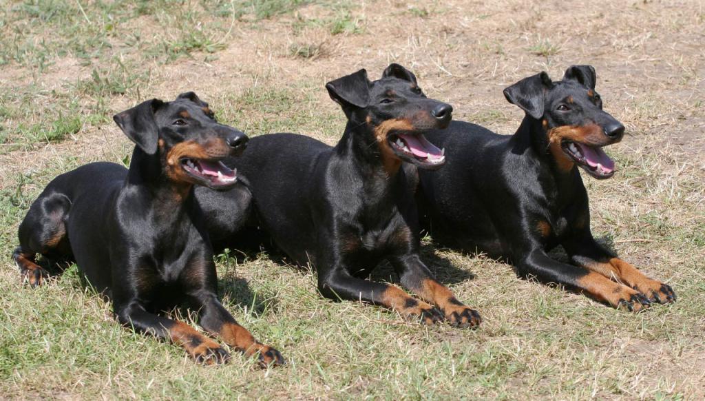 короткошерстные породы собак маленьких размеров