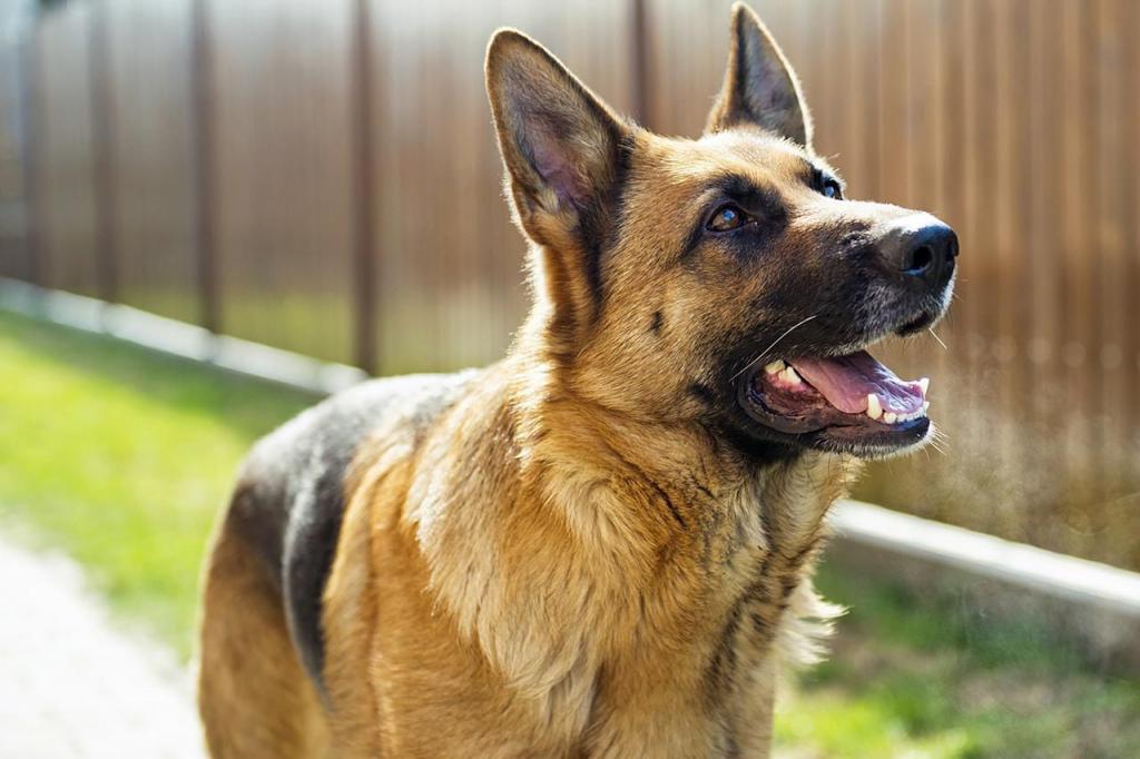 Собака-сторож: породы, особенности и описание