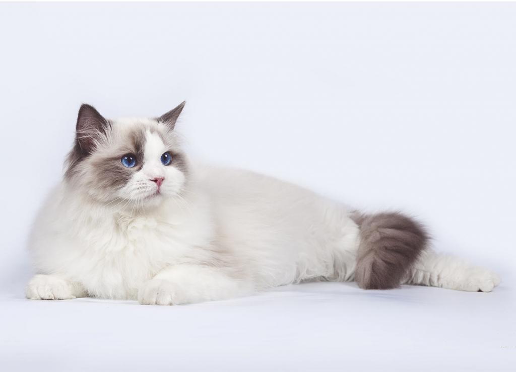 Самые красивые породы котов: описание и отзывы. Рэгдолл. Американская короткошерстная кошка. Селкирк-рекс. Манчкин
