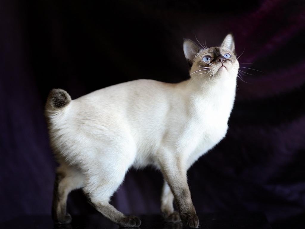 Самые красивые породы котов: описание и отзывы. Рэгдолл. Американская короткошерстная кошка. Селкирк-рекс. Манчкин