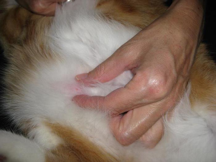 опухоль молочной железы у кошки операция