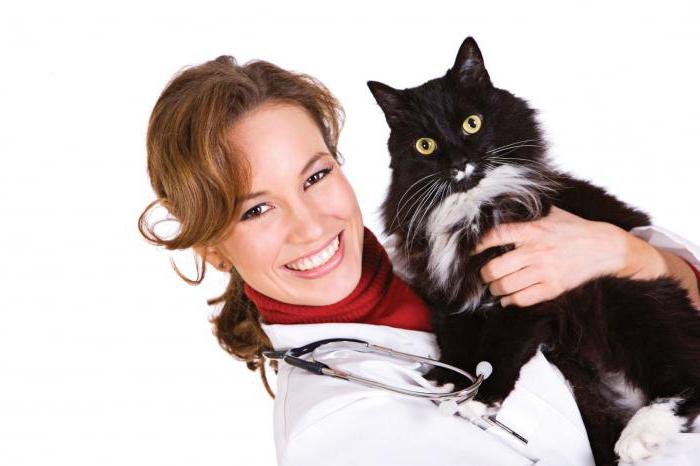 дирофиляриоз у кошек симптомы лечение в домашних условиях 
