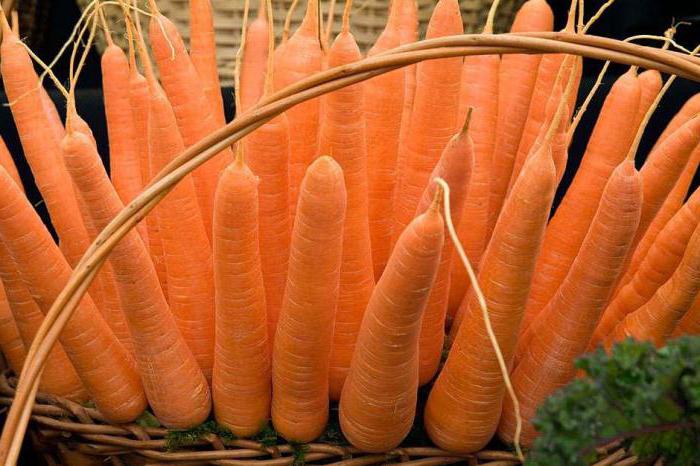 ранние сорта моркови 