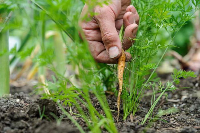 морковь выращивание и уход в открытом грунте 