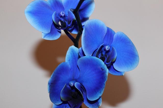 удобрение для орхидеи фаленопсис 