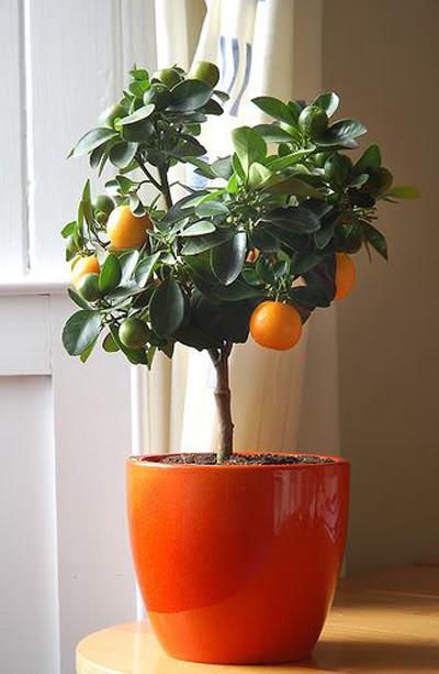 апельсиновое дерево дома