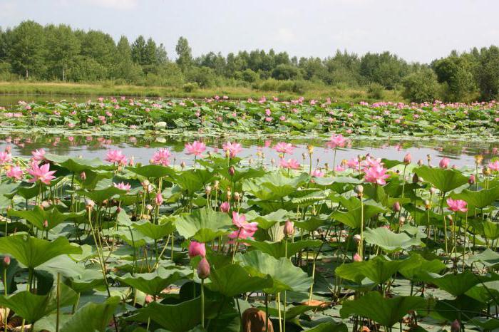 Озеро лотосов в Хабаровске