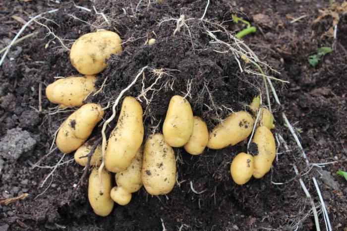 Что посеять после картофеля для улучшения почвы
