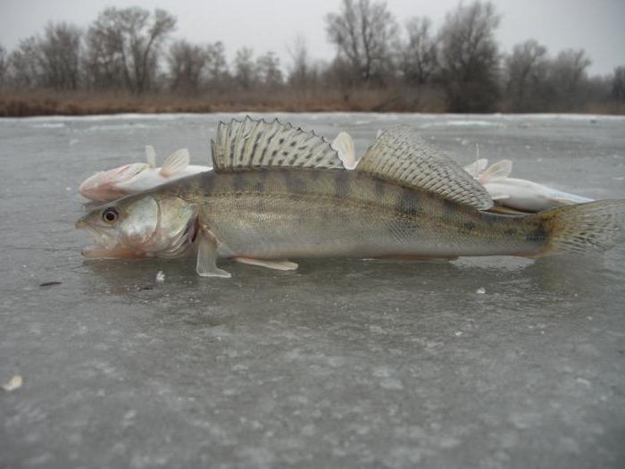 Зимняя рыбалка на раскатах в Астрахани