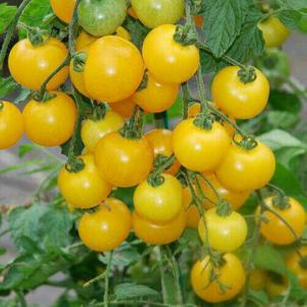 Желтые томаты черри