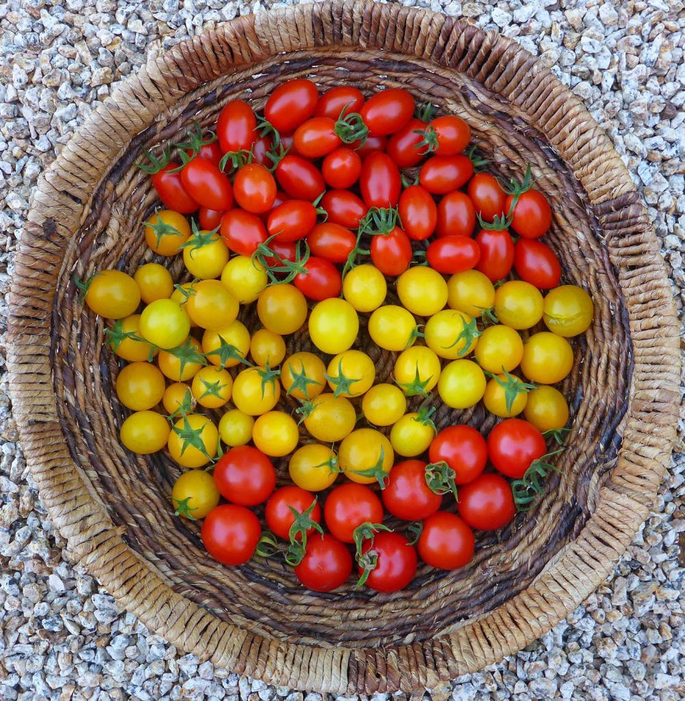 Сорта томатов черри