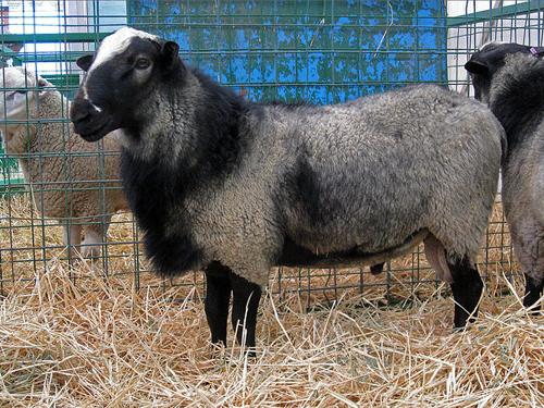 Романовская порода овец цена