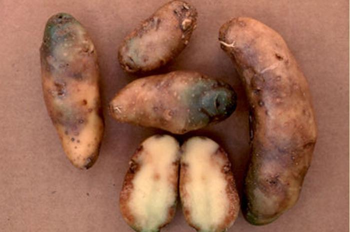 Болезни картофеля фитофтороз
