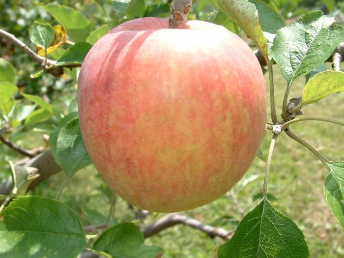 Летние сорта яблонь