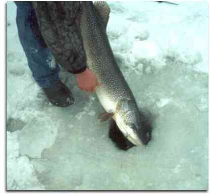 Зимняя рыбалка поиск щуки устройство