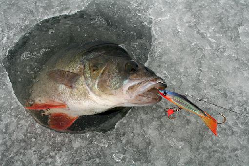 Зимняя рыбалка ловля окуня