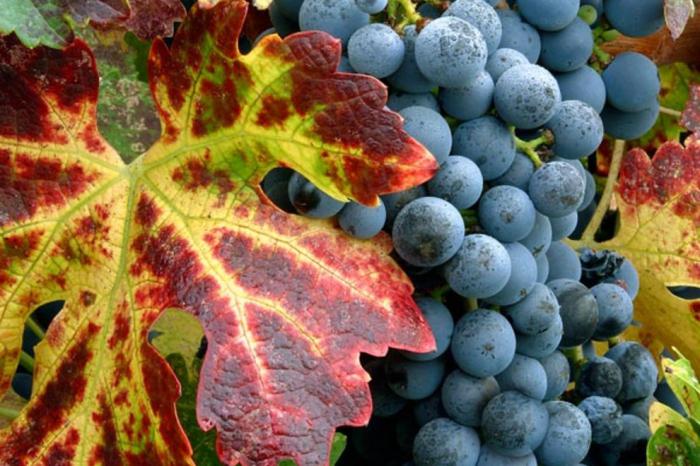 Лучшие сорта винного винограда