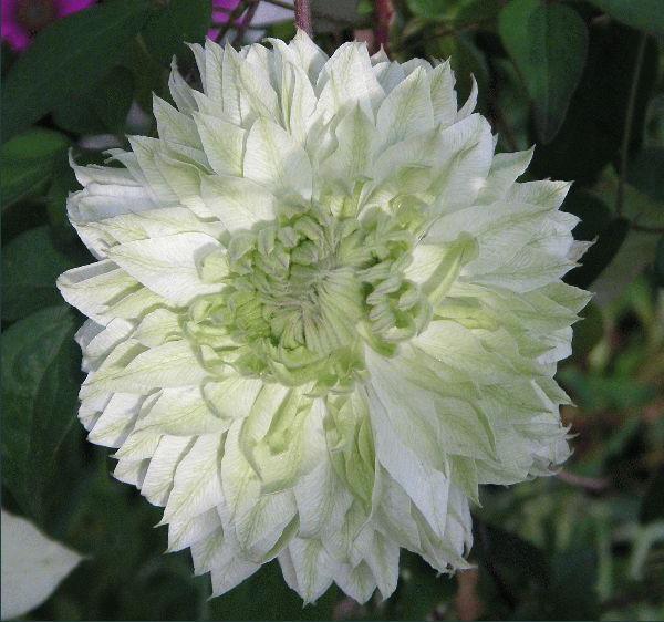 Клематис белый крупноцветковый 