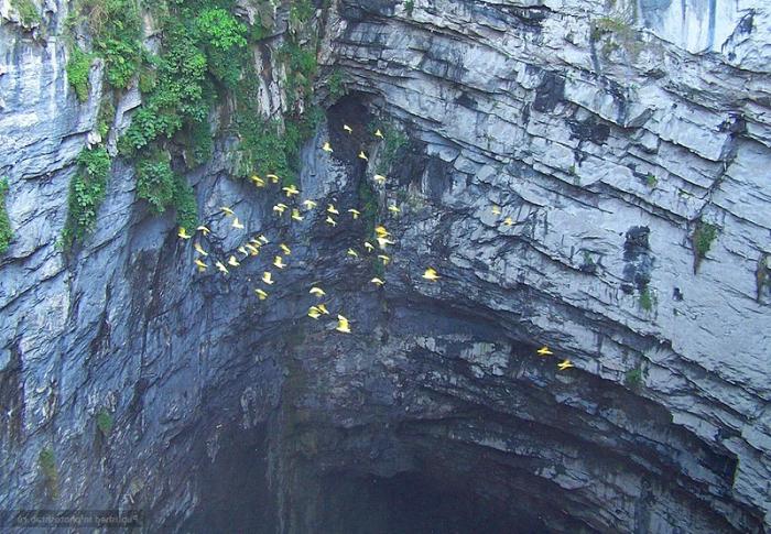 Пещера Ласточек Мексика