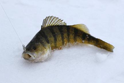 Зимняя рыбалка в Витебской области