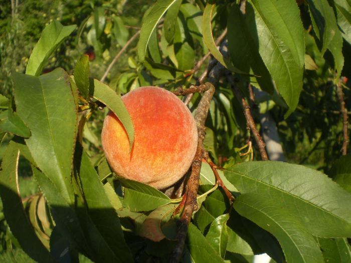 Выращивание персиков в средней полосе России 