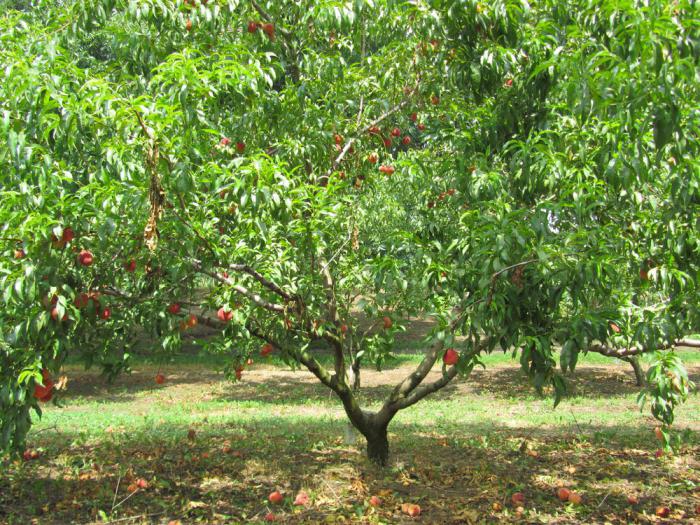 Где растут персики в России 