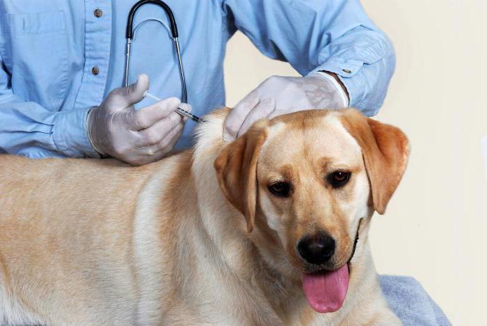 вакцина от бешенства для собак