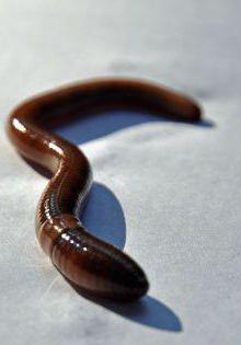 Дендробена червь (Dendrobena Veneta): выращивание, разведение