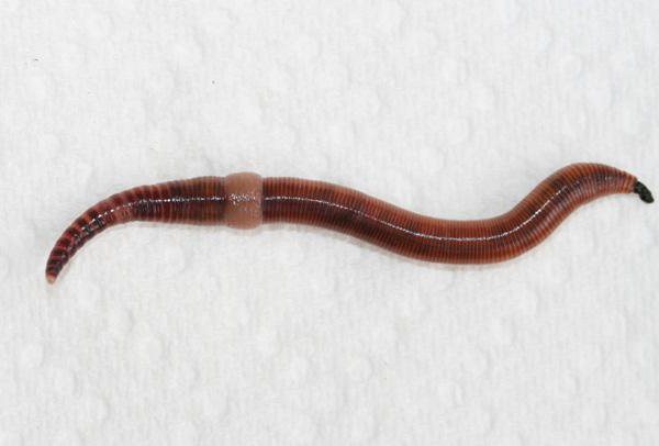 дендробена червь