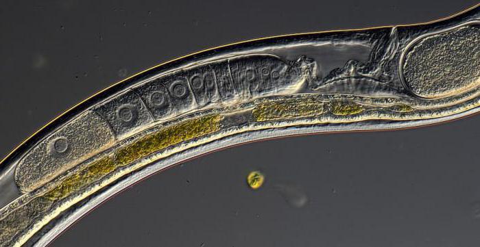 биология круглые черви