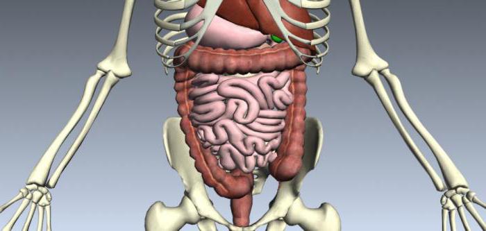 Из каких органов состоит пищеварительная система