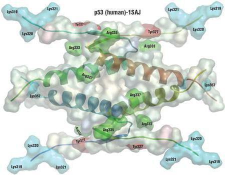 биологическая роль альфа аминокислот